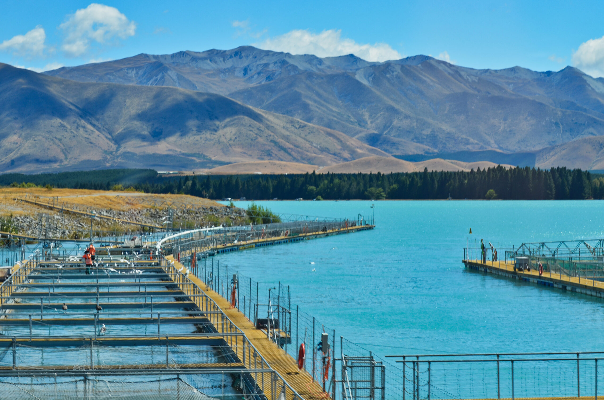 NZ aquaculture
